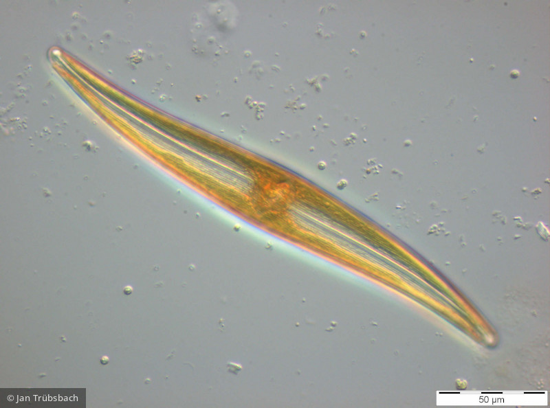 Heterocontophyta Bacillariophyceae Pennales Gyrosigma attenuatum