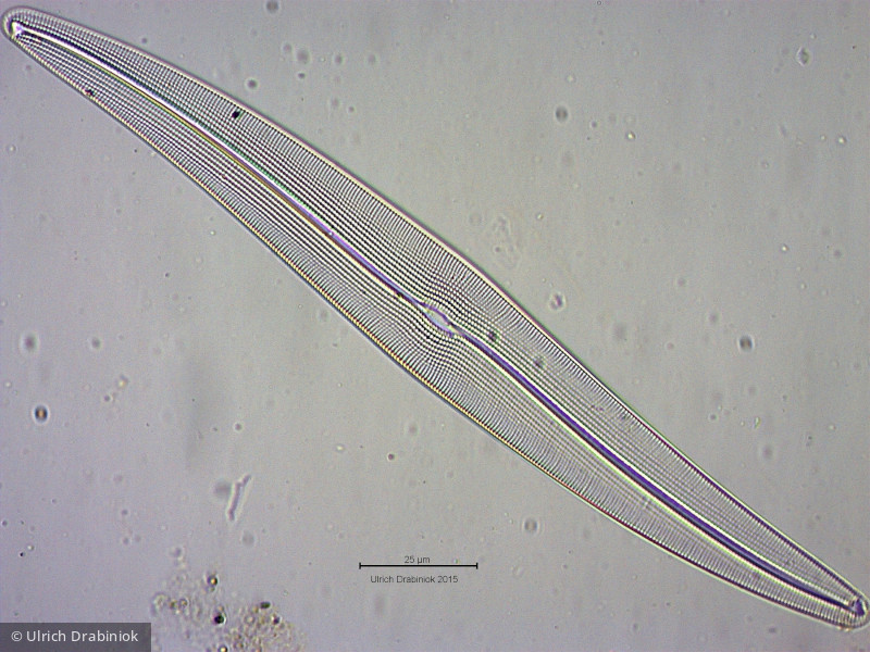 Heterocontophyta Bacillariophyceae Pennales Gyrosigma attenuatum