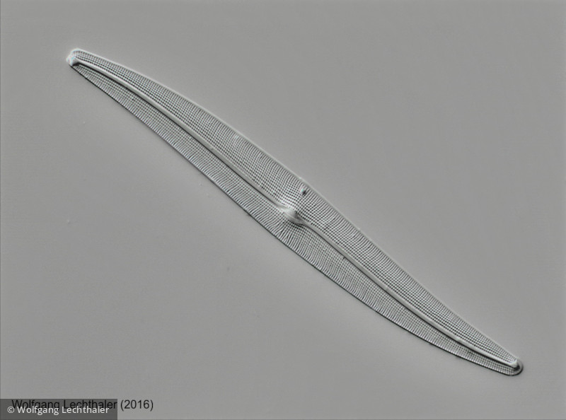 Heterocontophyta Bacillariophyceae Pennales Gyrosigma attenuatum