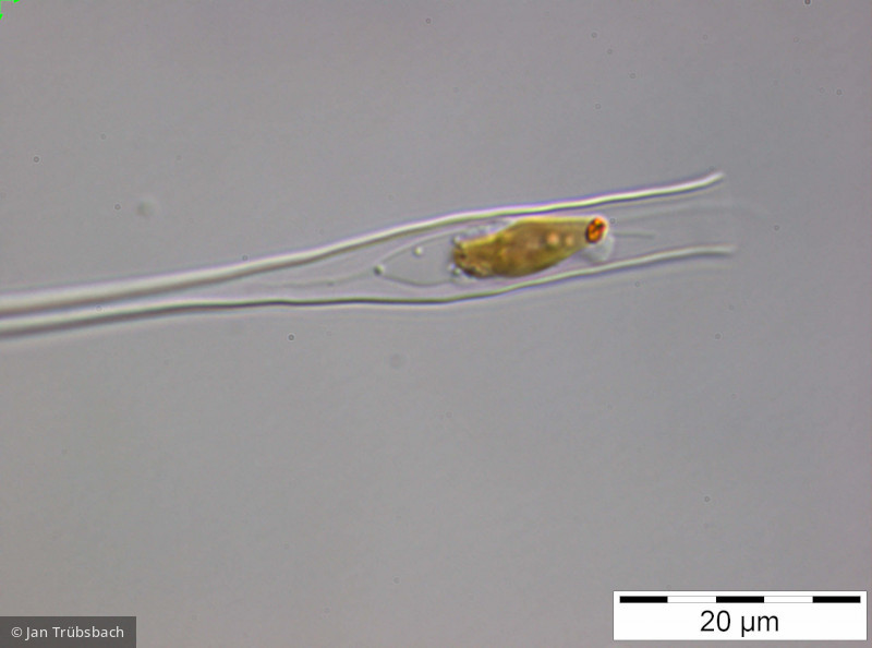 Dinobryon_bavaricum_1250773474 - Heterocontophyta Chrysophyceae Ochromonadales Dinobryon bavaricum