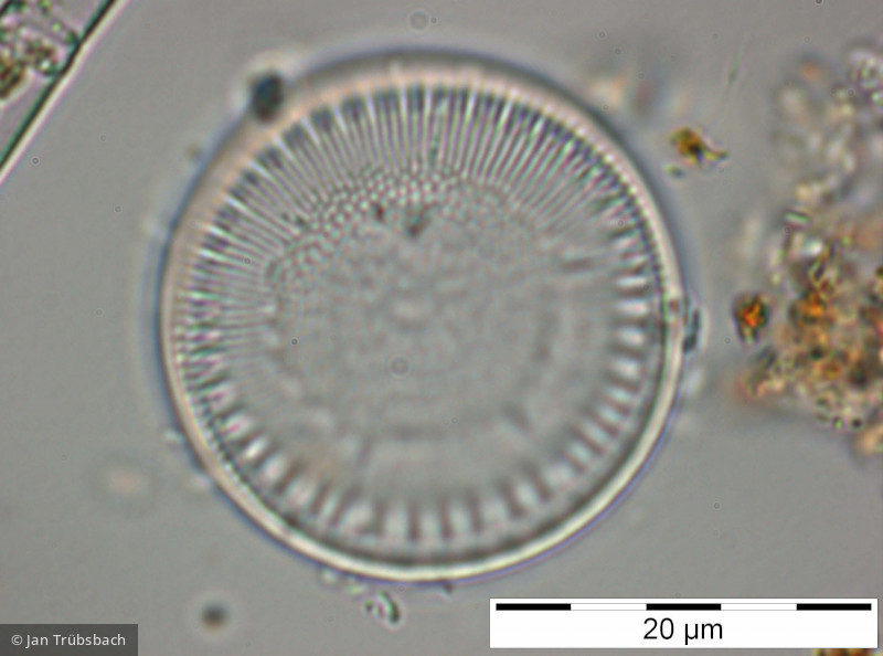 Cyclotella_bodanica_1228301554 - Heterocontophyta Bacillariophyceae Centrales Cyclotella bodanica