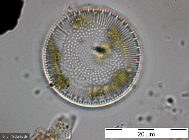 Cyclotella_bodanica_1228311207 - Heterocontophyta Bacillariophyceae Centrales Cyclotella bodanica