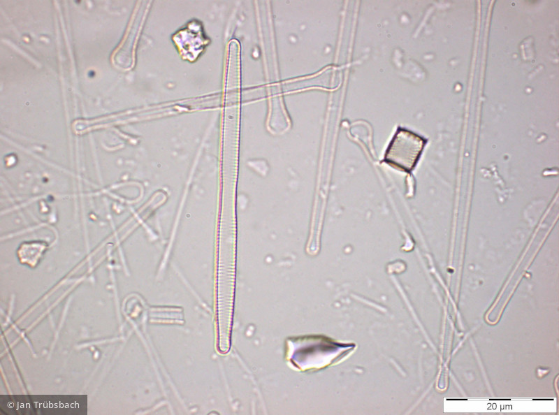 Heterocontophyta Bacillariophyceae Pennales Fragilaria mesolepta