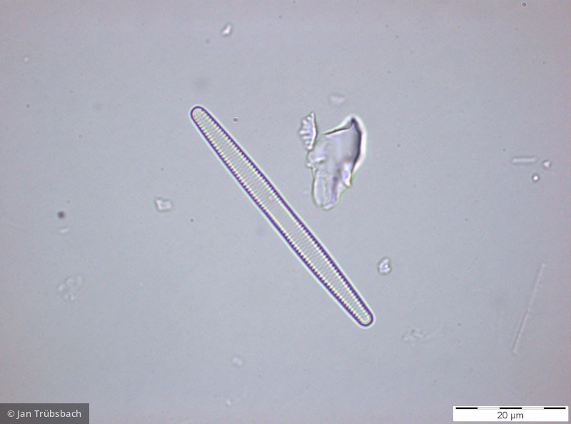 Heterocontophyta Bacillariophyceae Pennales Fragilaria mesolepta