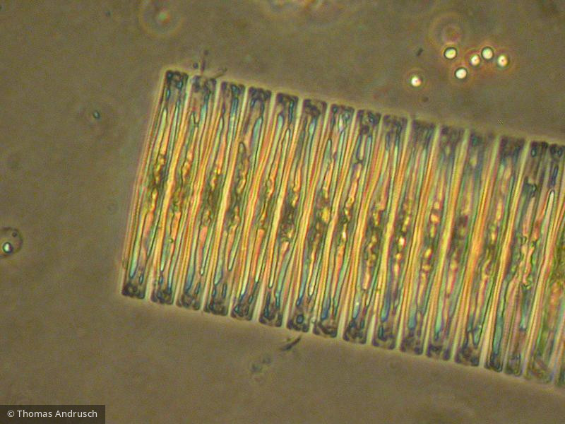 Fragilaria_capucina_1271446091 - Heterocontophyta Bacillariophyceae Pennales Fragilaria capucina