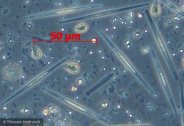 Heterocontophyta Bacillariophyceae Pennales Fragilaria capucina