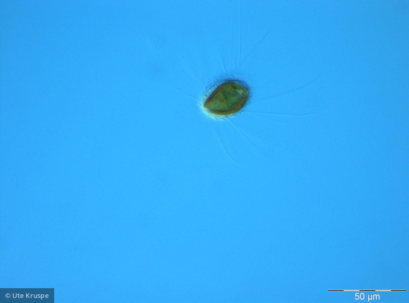 Mallomonas_caudata_1245833418 - Heterocontophyta Chrysophyceae Ochromonadales Mallomonas caudata