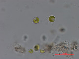 Dictyosphaerium_chlorelloides_1286965808