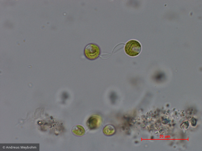 Dictyosphaerium_chlorelloides_1286965808 - Chlorophyta Chlorophyceae Chlorococcales Dictyosphaerium chlorelloides