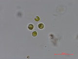 Dictyosphaerium_chlorelloides_1286965910