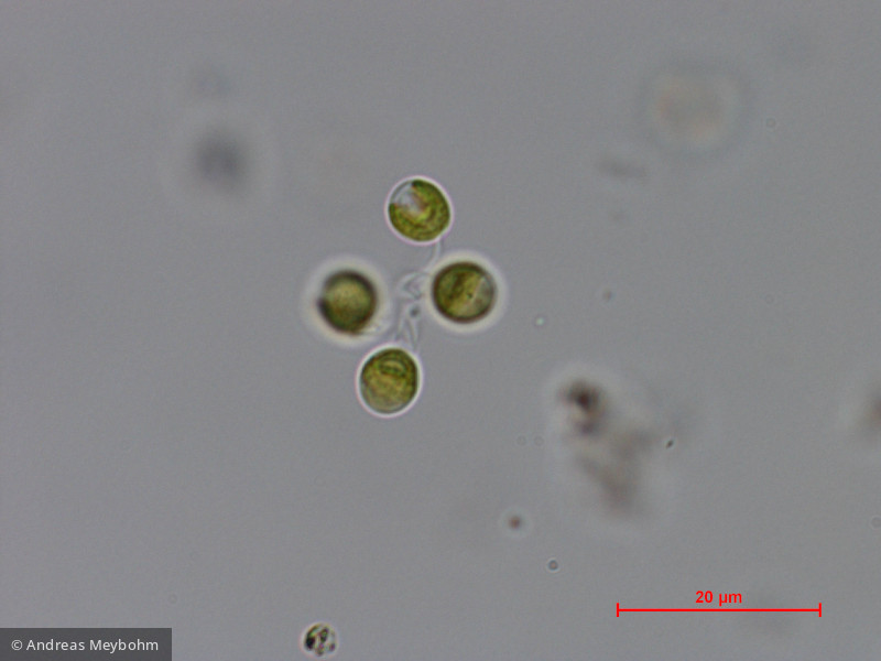 Dictyosphaerium_chlorelloides_1286965910 - Chlorophyta Chlorophyceae Chlorococcales Dictyosphaerium chlorelloides