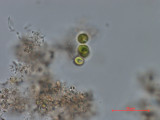 Dictyosphaerium_chlorelloides_1286966006