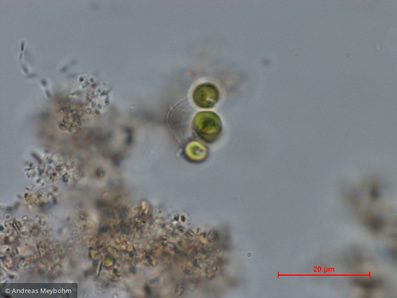 Dictyosphaerium_chlorelloides_1286966006 - Chlorophyta Chlorophyceae Chlorococcales Dictyosphaerium chlorelloides