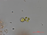 Dictyosphaerium_chlorelloides_1286966098