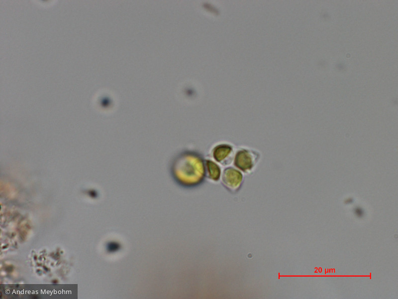 Dictyosphaerium_chlorelloides_1286966098 - Chlorophyta Chlorophyceae Chlorococcales Dictyosphaerium chlorelloides
