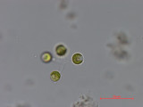 Dictyosphaerium_chlorelloides_1286966290