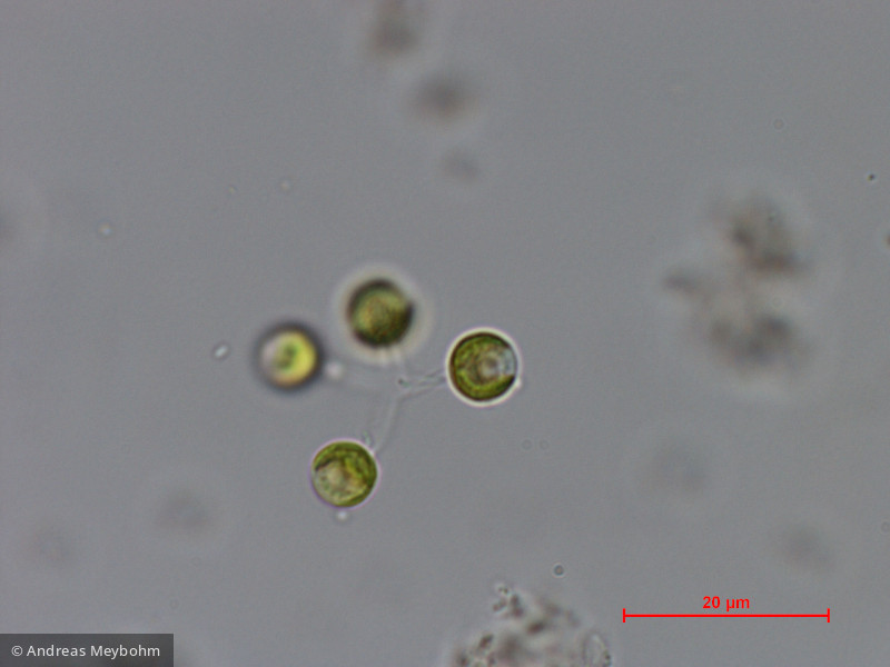 Dictyosphaerium_chlorelloides_1286966290 - Chlorophyta Chlorophyceae Chlorococcales Dictyosphaerium chlorelloides