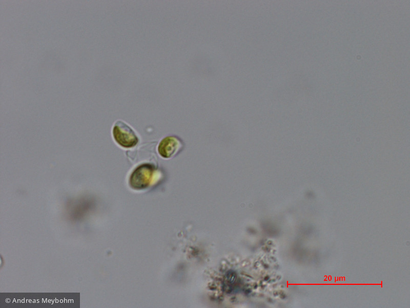 Dictyosphaerium_chlorelloides_1286966475 - Chlorophyta Chlorophyceae Chlorococcales Dictyosphaerium chlorelloides