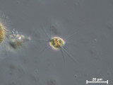 Lagerheimia_ciliata_1280990979