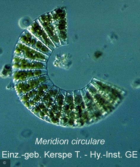 Meridion circulare &middot; Heterocontophyta Bacillariophyceae Pennales &middot; 1219236782Meridium_circulare_att