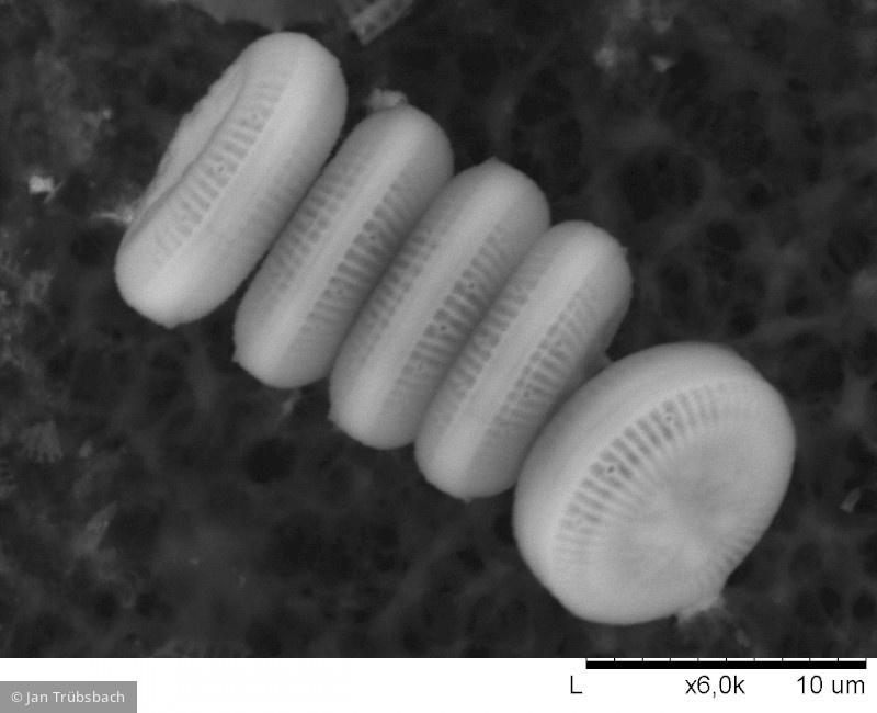 Heterocontophyta Bacillariophyceae Centrales Cyclotella comensis