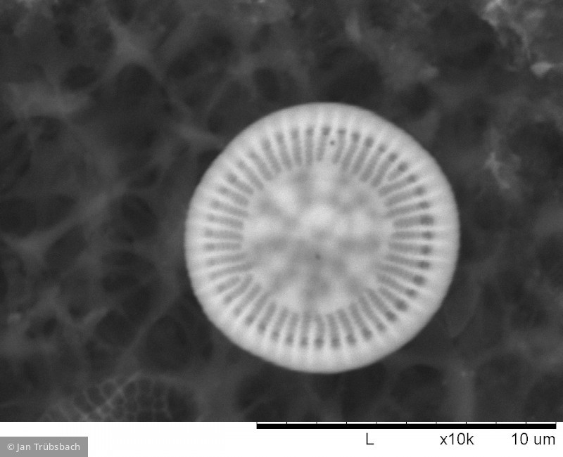 Heterocontophyta Bacillariophyceae Centrales Cyclotella comensis