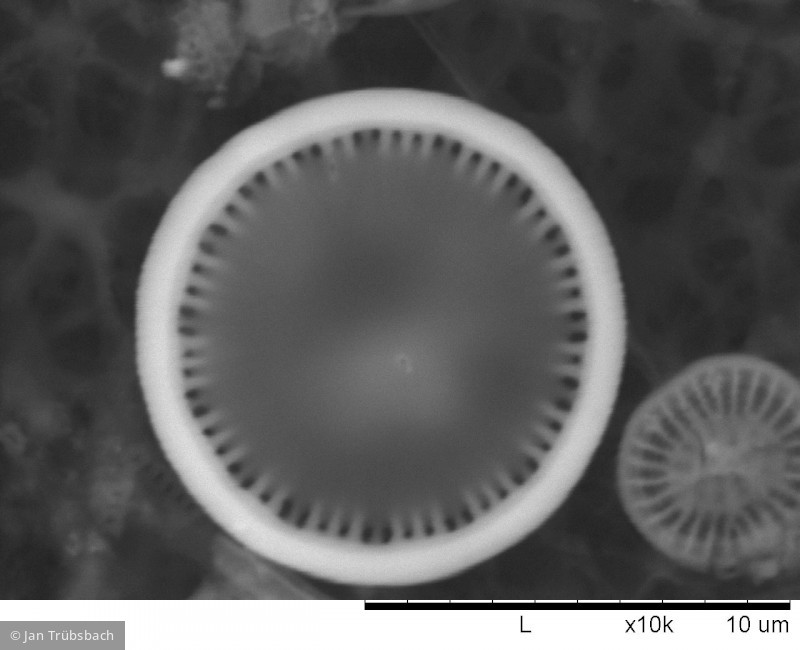 Heterocontophyta Bacillariophyceae Centrales Cyclotella comensis