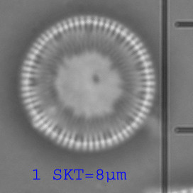 Cyclotella_cyclopuncta_1257521524