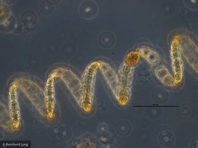 Cyanobacteria Cyanobacteria Nostocales Dolichospermum crassum