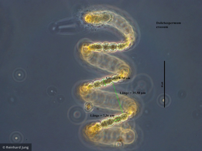 Cyanobacteria Cyanobacteria Nostocales Dolichospermum crassum