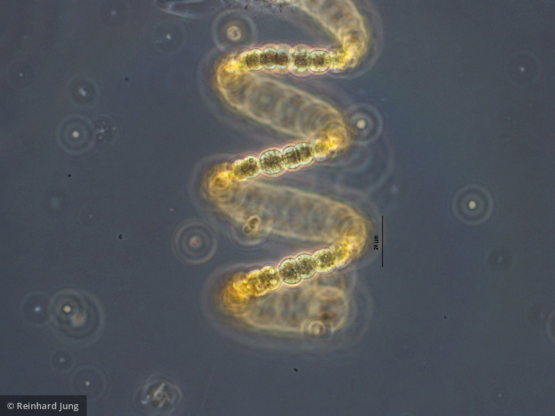 Cyanobacteria Cyanobacteria Nostocales Dolichospermum crassum