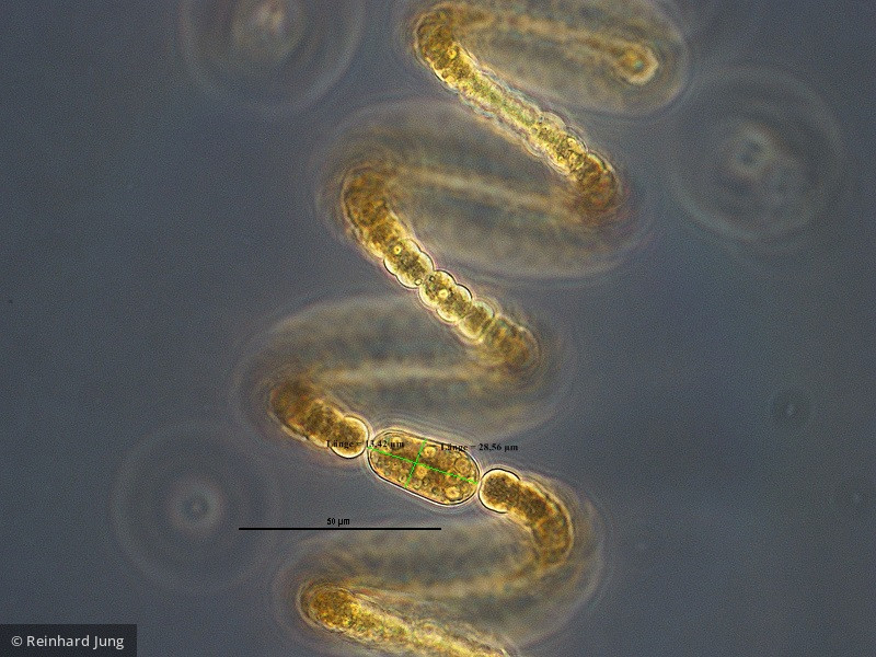 Cyanobacteria Cyanobacteria Nostocales Dolichospermum crassum