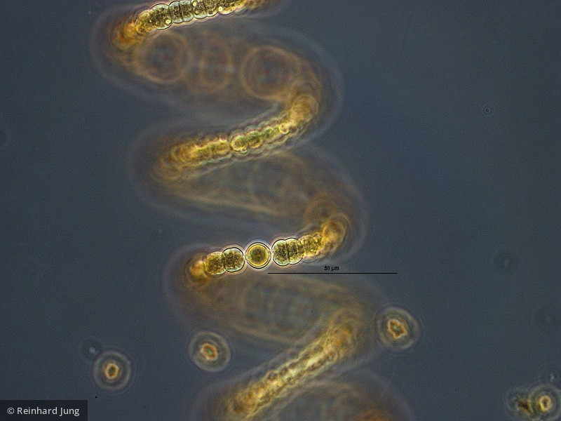 Cyanobacteria Cyanobacteria Nostocales Dolichospermum crassum