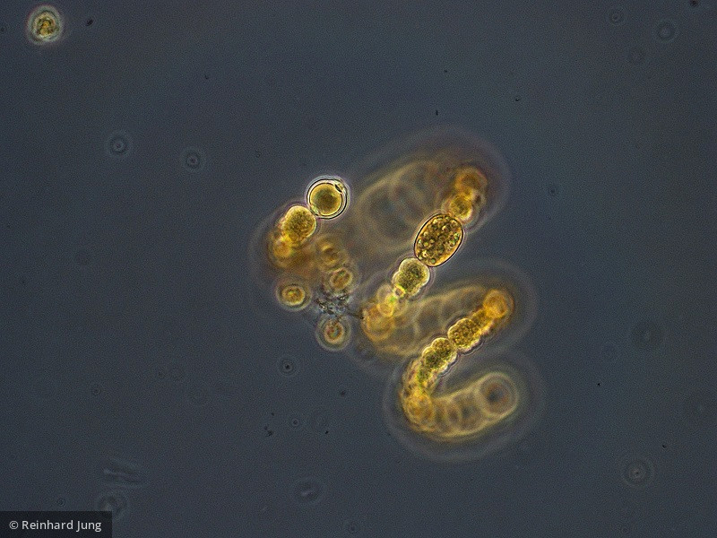 Cyanobacteria Cyanobacteria Nostocales Dolichospermum crassum