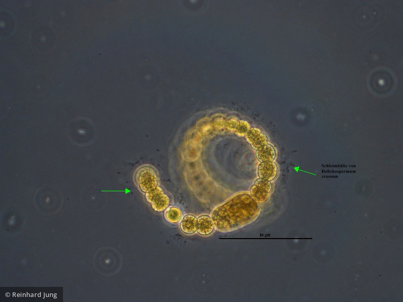 Cyanobacteria Cyanobacteria Nostocales Dolichospermum crassum