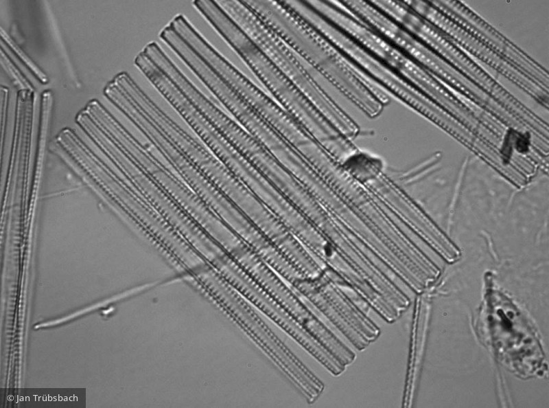 Fragilaria_crotonensis_1228404523 - Heterocontophyta Bacillariophyceae Pennales Fragilaria crotonensis