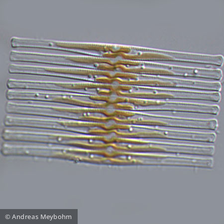 Fragilaria_crotonensis_1234536161 - Heterocontophyta Bacillariophyceae Pennales Fragilaria crotonensis