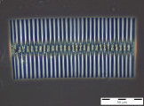 Fragilaria_crotonensis_1254132059