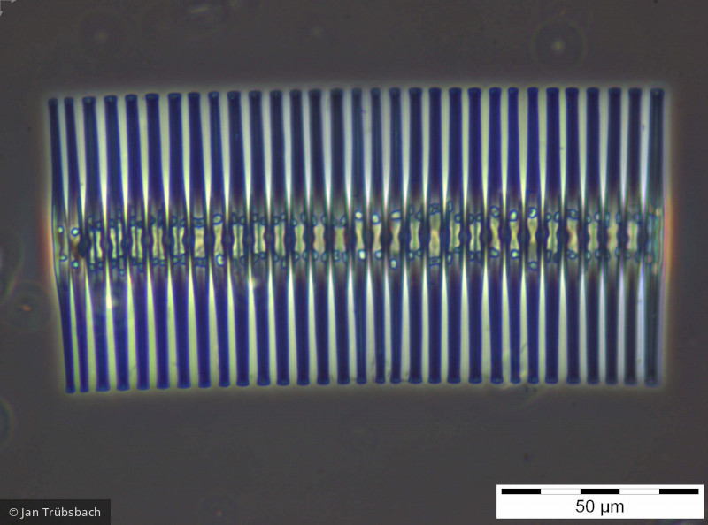Fragilaria_crotonensis_1254132059 - Heterocontophyta Bacillariophyceae Pennales Fragilaria crotonensis