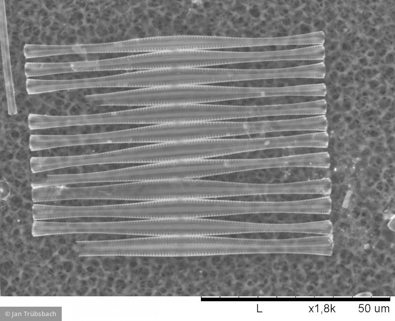 Fragilaria_crotonensis_1274361908 - Heterocontophyta Bacillariophyceae Pennales Fragilaria crotonensis