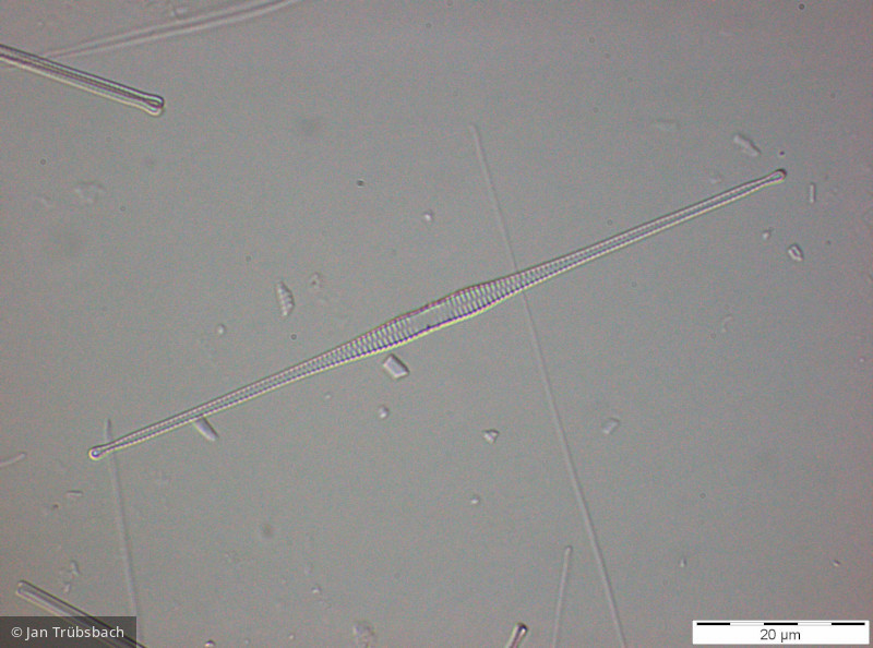 Heterocontophyta Bacillariophyceae Pennales Fragilaria crotonensis