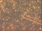 Fragilaria_dilatata_1276599313