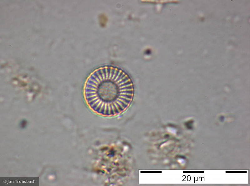 Cyclostephanos_dubius_1228405703 - Heterocontophyta Bacillariophyceae Centrales Cyclostephanos dubius