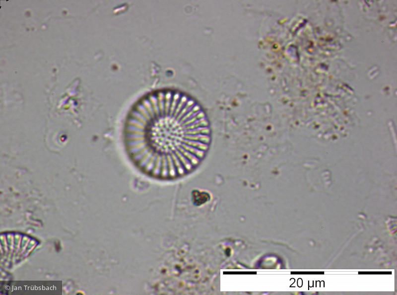 Cyclostephanos_dubius_1228405942 - Heterocontophyta Bacillariophyceae Centrales Cyclostephanos dubius
