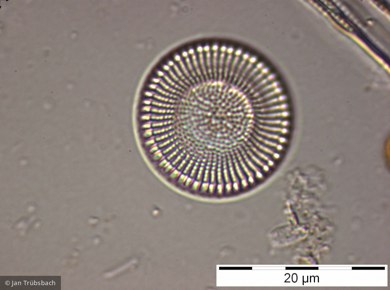 Cyclostephanos_dubius_1229358431 - Heterocontophyta Bacillariophyceae Centrales Cyclostephanos dubius