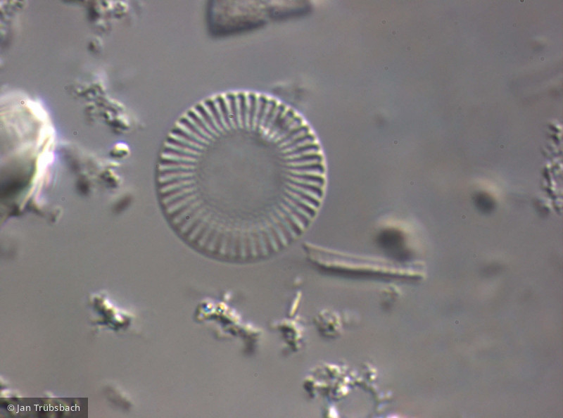 Cyclostephanos_dubius_1265979710 - Heterocontophyta Bacillariophyceae Centrales Cyclostephanos dubius