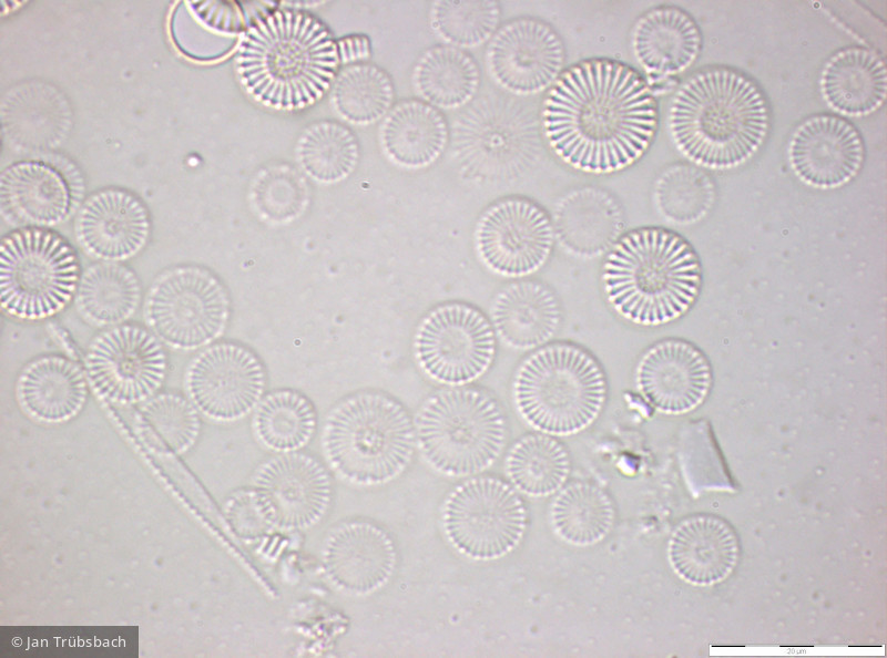 Heterocontophyta Bacillariophyceae Centrales Cyclostephanos dubius