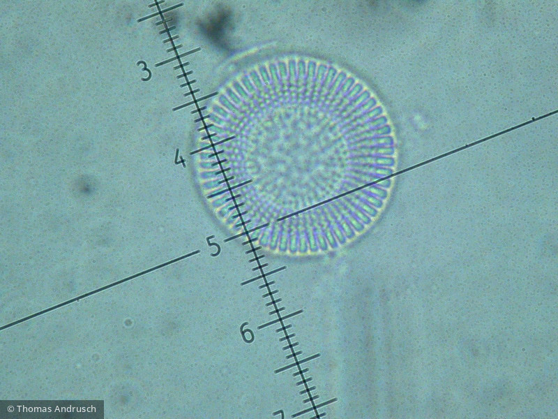 Heterocontophyta Bacillariophyceae Centrales Cyclostephanos dubius