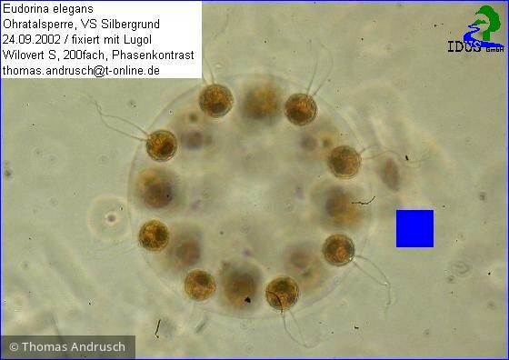 Eudorina_elegans_1238677503 - Chlorophyta Chlorophyceae Volvocales Eudorina elegans