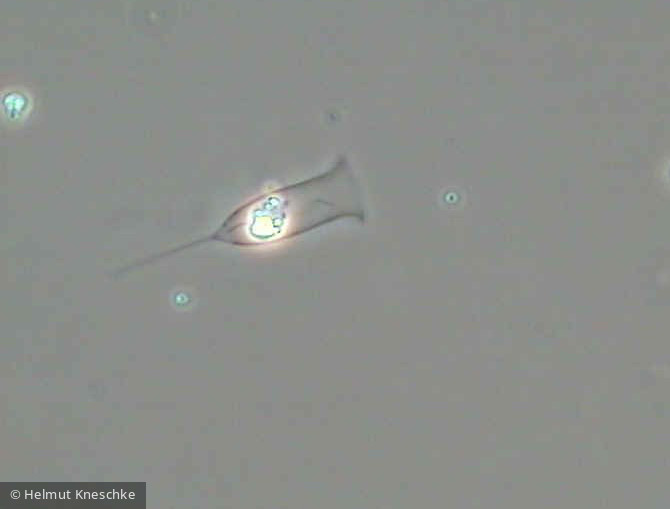 Dinobryon_petiolatum_1234454777 - Heterocontophyta Chrysophyceae Ochromonadales Dinobryon faculiferum